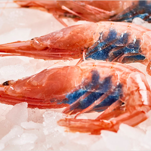 Blue Belly Shrimp (frozen) – Spain