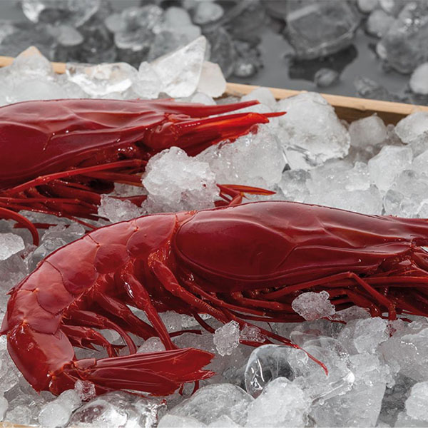 Carabineros Shrimp (frozen) – Spain